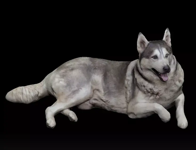 Husky dog lies - model 1 Low-poly 3d scan animal 3D model