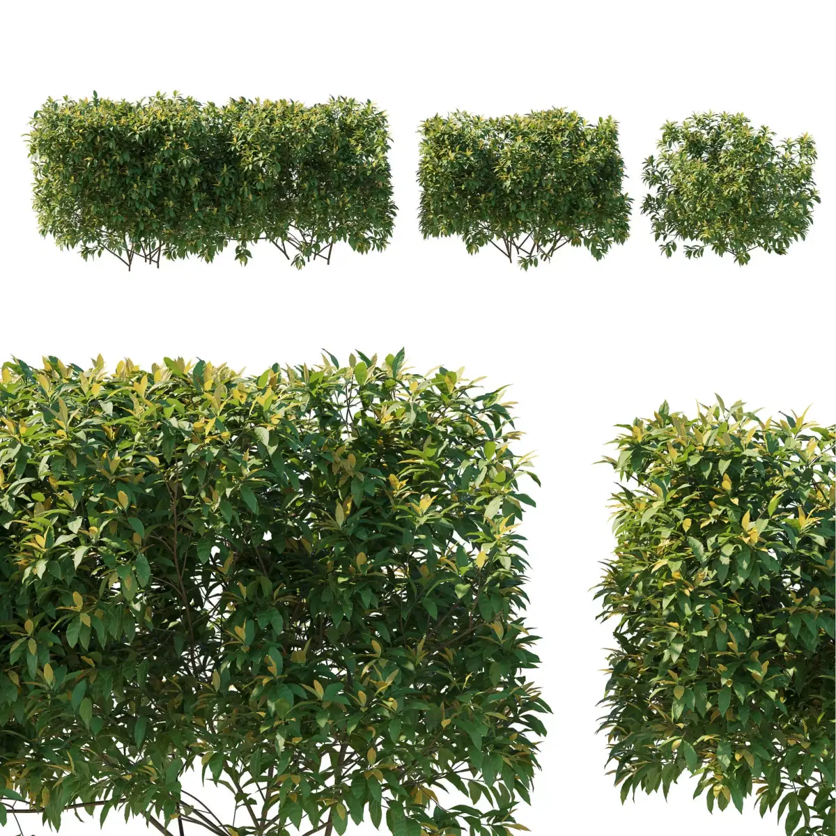 Pieris Floribunda bush 03 3D model