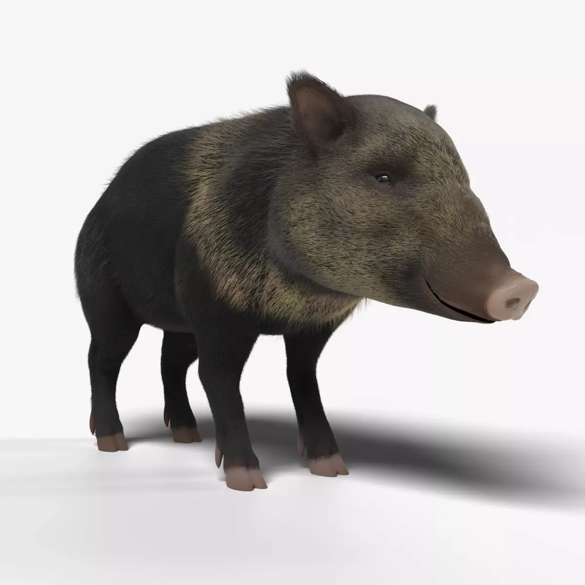 Peccary american pig 3D model