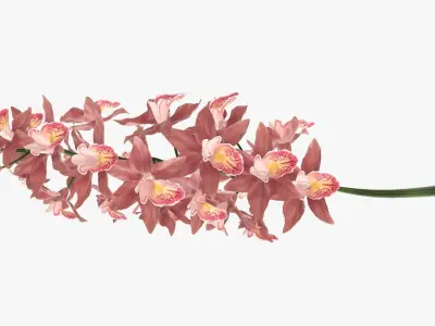 Branch with flowers orchid 3D model