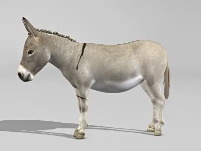 Donkey 3D model
