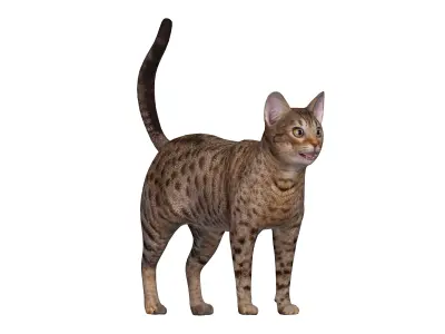 Ocicat Low-poly 3D model