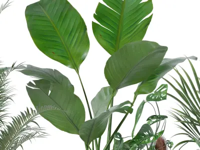 Plants collection 130 3D model