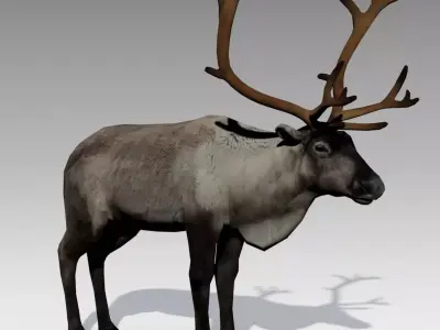 Reindeer Animated Low-poly 3D model