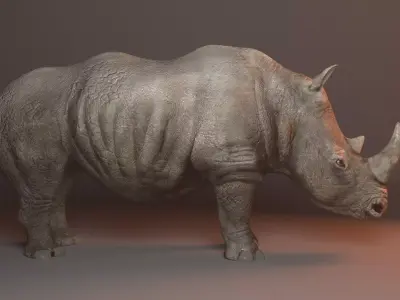 Rhino 3d model rhinoceros Low-poly 3D model buy