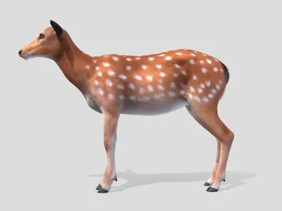 Deer - Doe Low-poly 3D model
