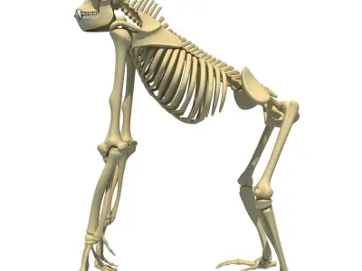 Gorilla Skeleton 3D model