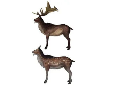 Realistic Deer 3D Model Pack 2 Game Ready Animals  C4D FBX OBJ   Low-poly 3D model