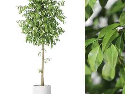 Plants collection vol 47