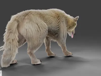 Fur Gray Wolf Rigged V02 in Blender Low-poly 3D model