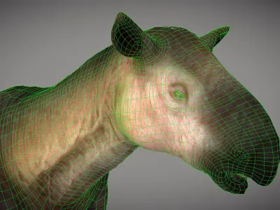 Paraceratherium  Low-poly 3D model