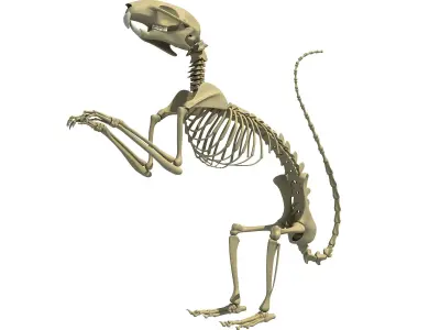Squirrel Skeleton 3D model