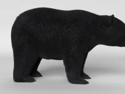 Black Bear 3D model