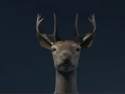 Deer Game Ready Model Low-poly 3D model