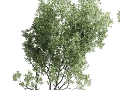 Olive tree in an pattern concrete vase indoor 195 3D model