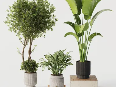 Indoor Plant Set 02 3D model