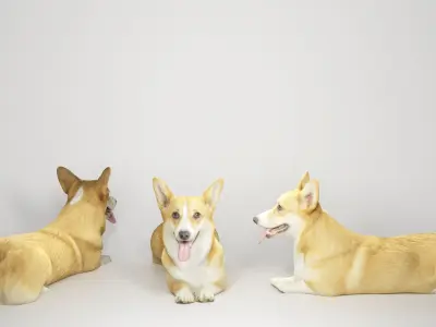 Corgi dog lying 03 Low-poly 3D model