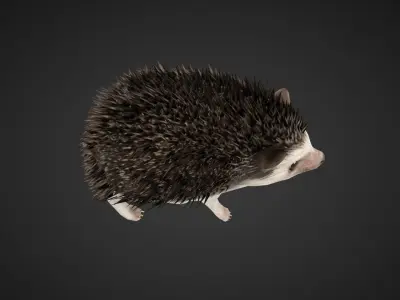 Hegdehog 3D Character Low-poly 3D model