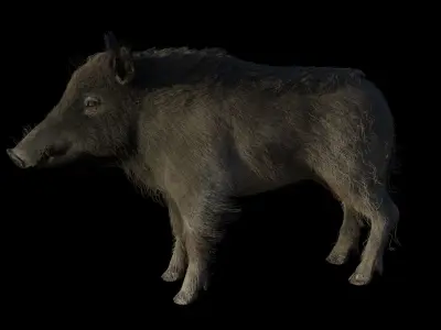 WILD BOAR RIGGED Low-poly 3D model