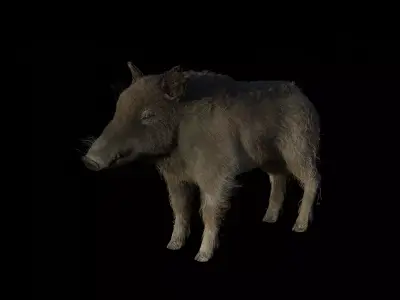 WILD BOAR RIGGED Low-poly 3D model
