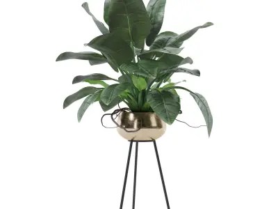 Philodendron imperial green 03 3D model