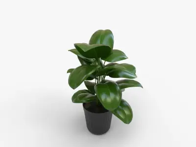 Peace Lily In Grower Pot Low-poly 3D model