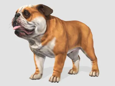 Dog - Bulldog Low-poly 3D model