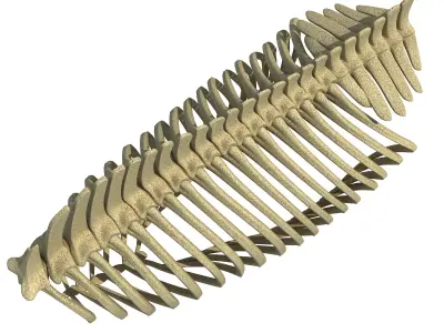 Detailed Bones of  Animal Rib Cage 2 3D model
