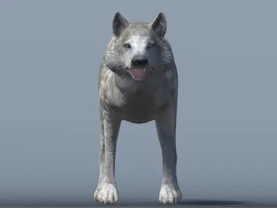 Lowpoly Wolf Rigged and Animated for VR AR Games Low-poly 3D model