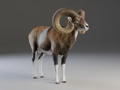 Ovis Ammon Male Animated - VFX Grace 3D model