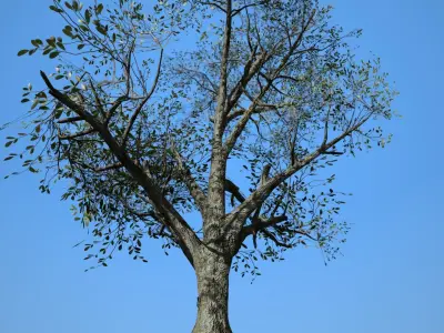 Broadleaf 001 Low-poly 3D model