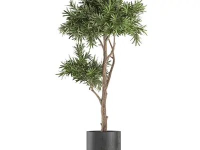 Decorative tree in a black flowerpots 742 3D model