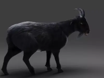 Fur Goat 05 Rigged in Blender  Low-poly 3D model