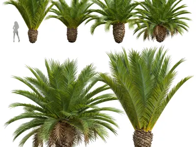Phoenix Canariensis Decorative Garden Small 3D model