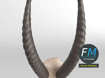 Stylized animal horns 3D model
