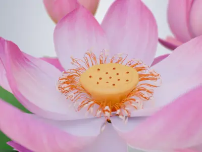 Realistic Lotus Flower and Buds Low-poly 3D model