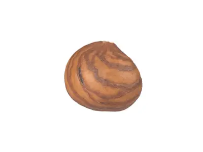 Photorealistic Hazelnut Kernel 3 3D model
