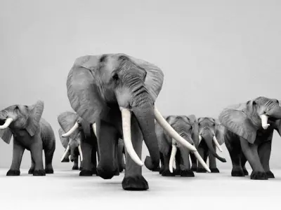 Elephant family 3D model
