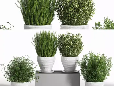 Indoor Plant Set 18 3D model