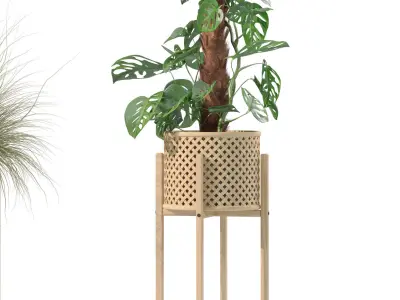 Plants collection 203 - monstera grass cactus ficus philodendron 3D model