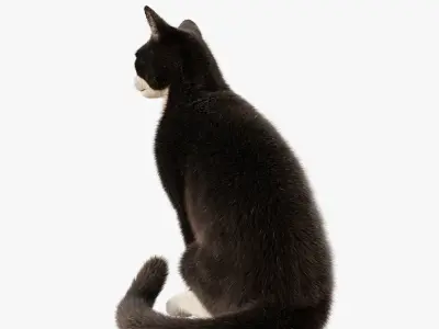  Cat Tuxedo Rigged Animated 3D model