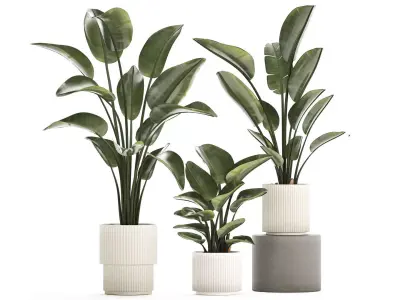 Beautiful Strelitzia in a flower pot for decoration 1285 3D model