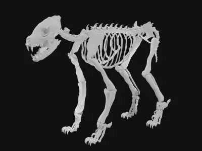Hyena skeleton 3D model
