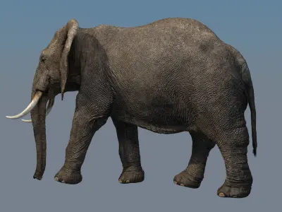 Elephant Animations Low-poly 3D model