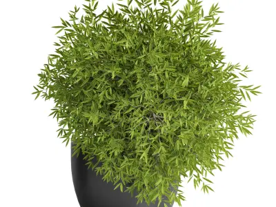 Outdoor plant 11  Low-poly 3D model