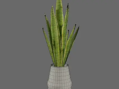 Interior Plant - Sansevieira Low-poly 3D model