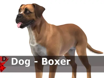 Dog - Boxer Low-poly 3D model