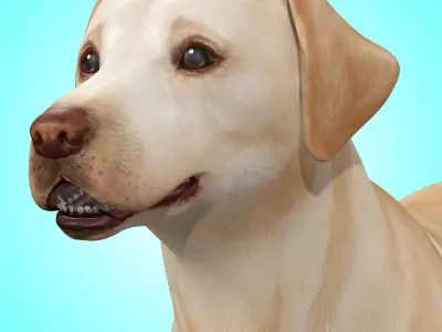 Dog - Labrador Retriever Rig 3D model