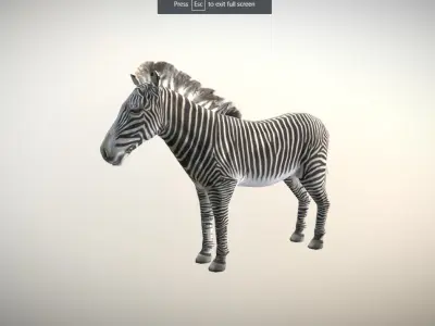 Zebra Animated Low Poly  Low-poly 3D model