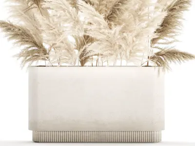 Beautiful bushes Cortaderia for decoration in pots 1292 3D model